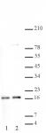 Histone H2A, acidic patch antibody (pAb) tested by Western blot.