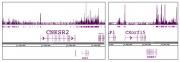 Histone H2A.Z antibody (pAb) tested by ChIP-Seq.