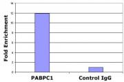 Histone H2A.Z antibody (pAb) tested by ChIP.