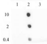 Histone H2A.Z antibody (pAb) tested by dot blot analysis.