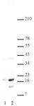Histone H2A/H4S1ph antibody (pAb) tested by Western blot.
