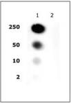 Histone H2A/H4S1ph antibody (pAb) tested by dot blot analysis.