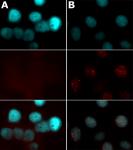 Histone H2A.XS139ph antibody (pAb) tested by immunofluorescence.