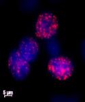Histone H2A.XS139ph antibody (pAb) tested by immunofluorescence.