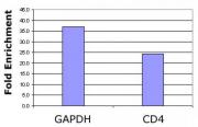 Histone H2BK120ac antibody (pAb) tested by ChIP.