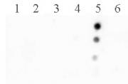 Histone H2BK120ac antibody (pAb) tested by dot blot analysis.