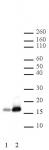 Histone H2BK16ac antibody (pAb) tested by Western blot.
