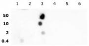 Histone H2BK16ac antibody (pAb) tested by dot blot analysis.