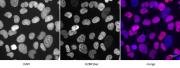 Histone H2BK16ac antibody (pAb) tested by immunofluorescence.