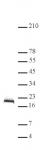 Histone H2B antibody (pAb) tested by Western blot.