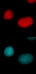 Histone H3K18ac antibody (pAb) tested by immunofluorescence.