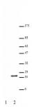 Histone H3K23ac antibody (pAb) tested by Western blot.