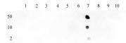 Histone H3K23ac antibody (pAb) tested by dot blot analysis.