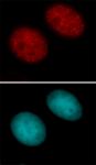 Histone H3K27ac antibody (pAb) tested by immunofluorescence.