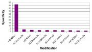 Histone H3 acetyl Lys9 (pAb) antibody specificity tested by peptide array analysis.