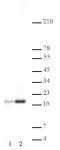 Histone H3ac (pan-acetyl) antibody (pAb) tested by Western blot.