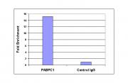 Histone H3K4me2 antibody (pAb) tested by ChIP.