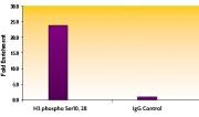 Histone H3S10phS28ph antibody (pAb) tested by ChIP.