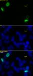 Histone H3S10phS28ph antibody (pAb) tested by immunofluorescence.