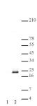 Histone H3S10phS28ph antibody (pAb) tested by Western blot.