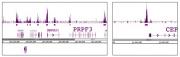 Histone H3T11ph antibody (pAb) tested by ChIP-Seq.