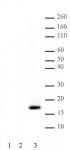 Histone H3T11ph antibody (pAb) tested by Western blot.