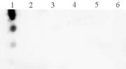 Histone H3T3ph antibody (pAb) tested by dot blot analysis.