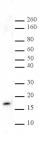 Histone H3K27me3 antibody (pAb) tested by Western blot.