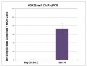 Histone H3K27me3 antibody (pAb) tested by ChIP.