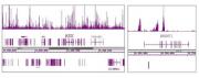 Histone H3K9me3 antibody tested by ChIP-Seq.