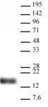 Histone H3K9me3 antibody (pAb) tested by Western blot.