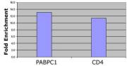 Histone H4K12ac antibody (pAb) tested by ChIP.