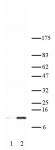 Histone H4K16ac antibody (pAb) tested by Western blot.