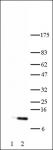 Histone H4K5ac antibody (pAb) tested by Western blot.