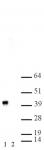 MEP50 antibody (pAb) tested by Western blot.