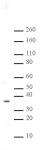 PP2A antibody (pAb) tested by Western blot.