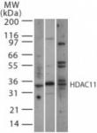 HDAC11 antibody (pAb) tested by Western blot.