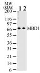 MBD1 antibody (mAb) tested by Western blot.