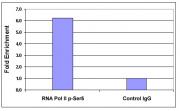 RNA pol II CTD phospho Ser5 antibody (pAb) tested by ChIP.