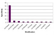 Histone H3 dimethyl Lys4 antibody specificity tested by peptide array analysis.
