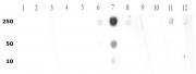 Histone H3 dimethyl Lys9 antibody tested by dot blot analysis.