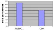 Histone H4ac (pan-acetyl) antibody (pAb) tested by ChIP.
