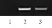 Histone H3K27me2 antibody (pAb) tested by ChIP.