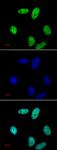 Histone H3K27me2 antibody (pAb) tested by immunofluorescence.