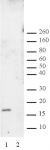 Histone H3K27me2 antibody (pAb) tested by Western blot.