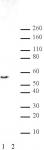 JMJD2D antibody (pAb) tested by Western blot.