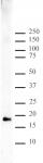 Histone H3K9me1 antibody (pAb) tested by Western blot.