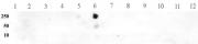 Histone H3K9me1 antibody (pAb) tested by dot blot analysis.