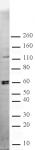 CARM1 antibody (pAb) tested by Western blot.