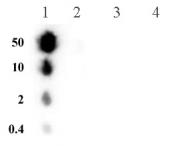 Histone H3S10ph antibody (pAb) tested by dot blot analysis.